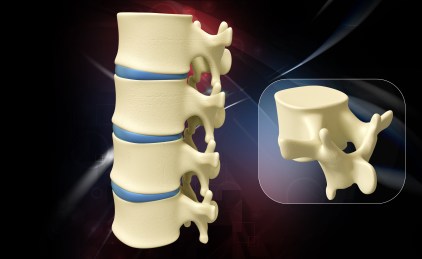 21199453 - backbone in white background