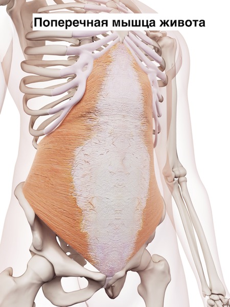 medically accurate muscle illustration of the transversus abdominis